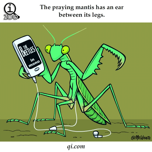The praying mantis actually has a ear between its legs, da fuqq