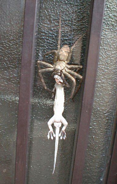 Nope, Nope, Nope.