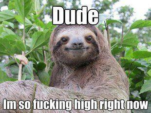 Sloths...