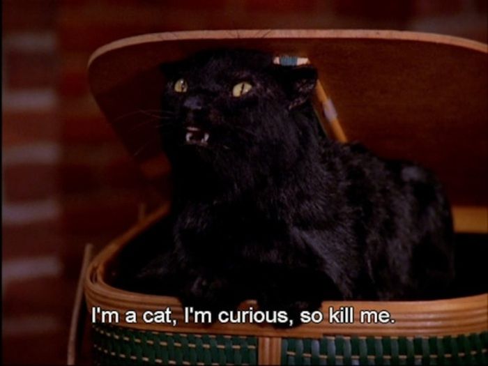 When your cat talks...