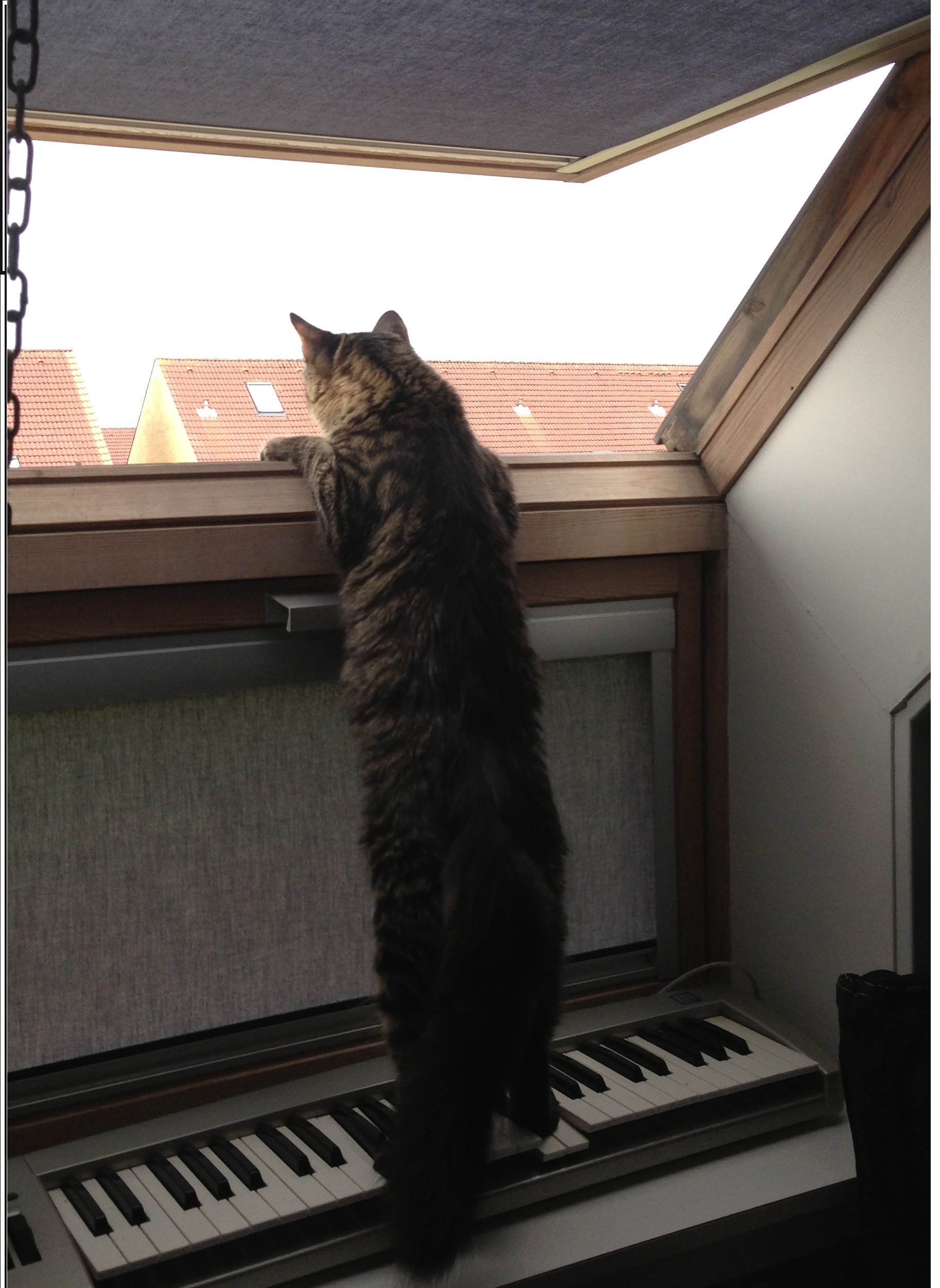 Cat playing keyboard while watching his domain