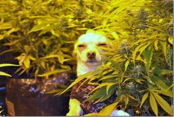 High dog is high