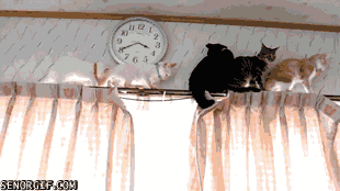 He got it?He got it!