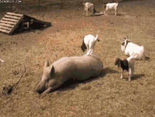 The pig doesn't goat a problem