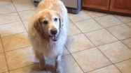 Stoned retriever after surgery