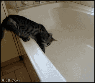 Cat trying to get out of bathtub.