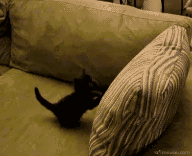 Cat falling under pillow.