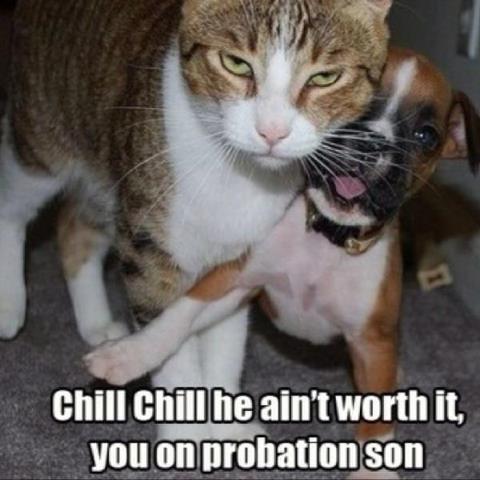 A cute cat? Never heard of it, but hey, you're the only cat I know..