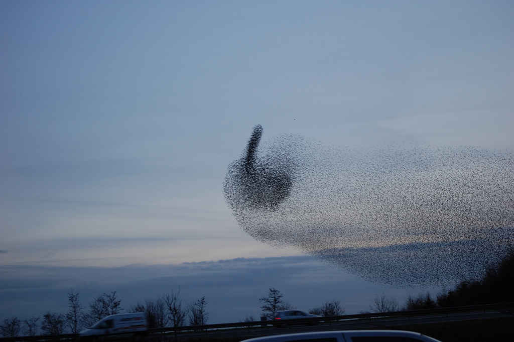 Angry Birds