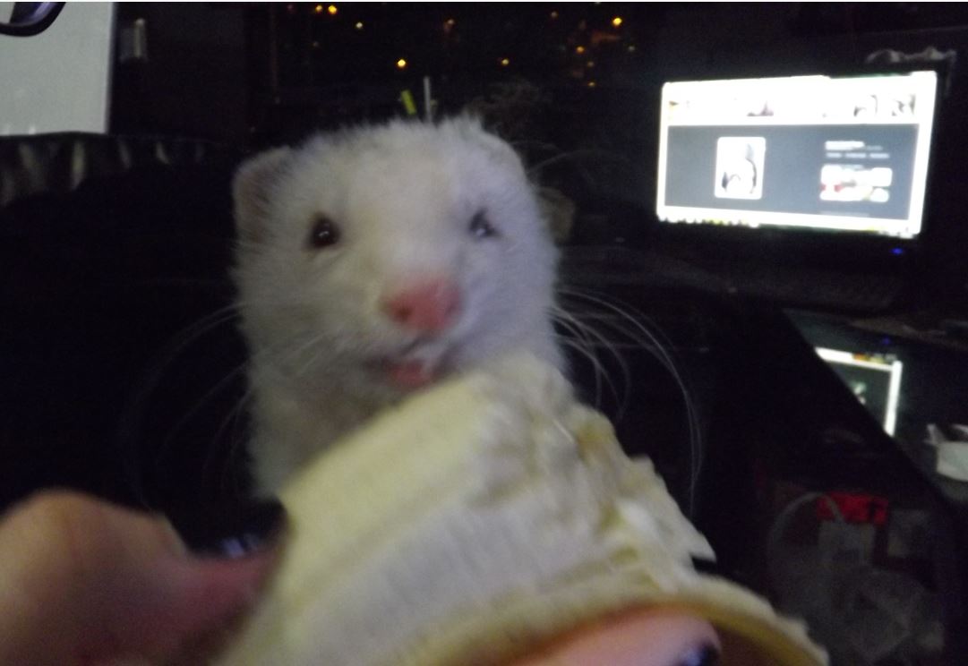 My ferret eating a banana