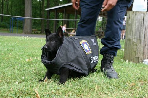 The new Police Dog
