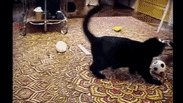 Ermine annoys cat