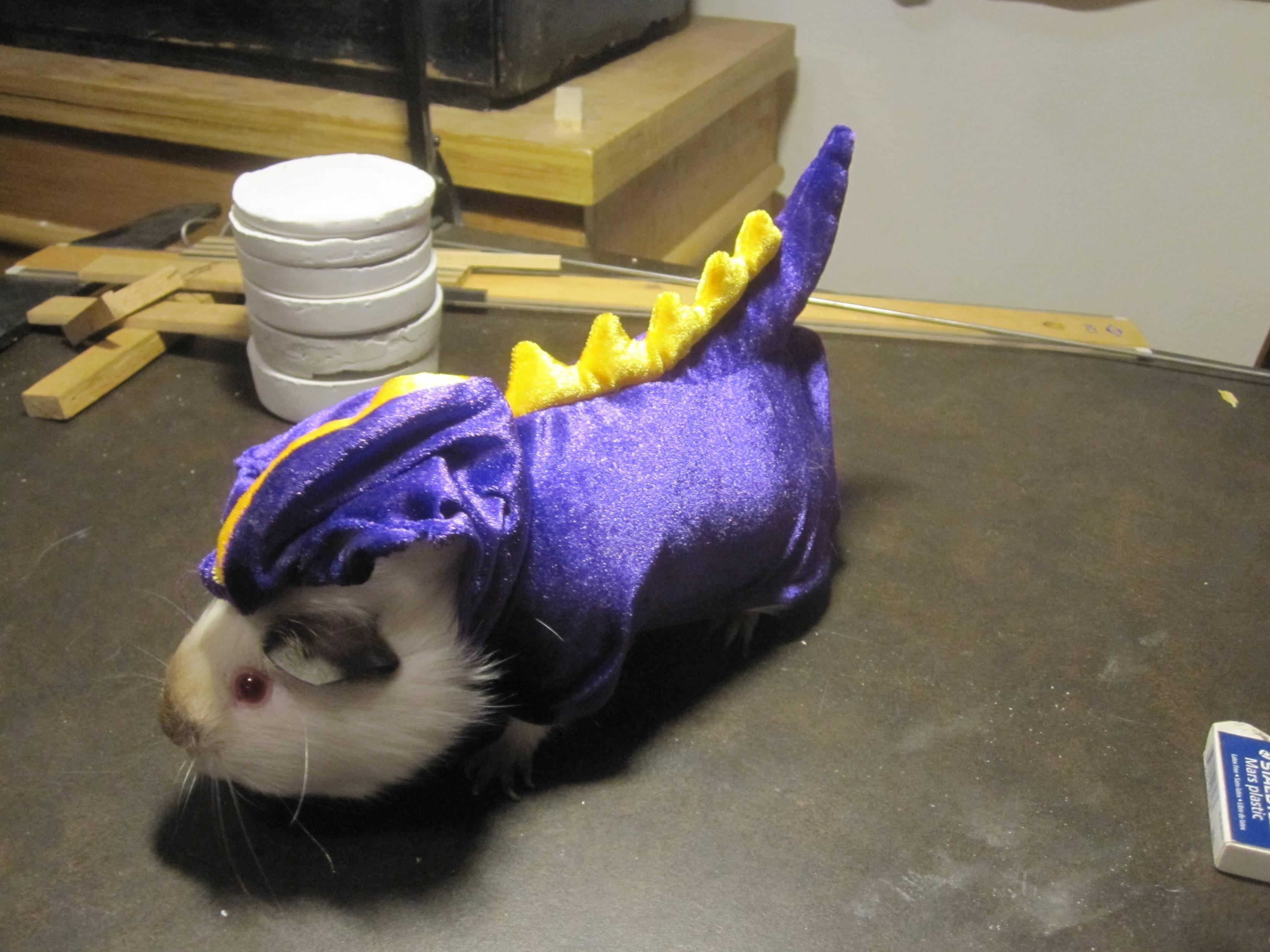 My Guineasaurus Rex