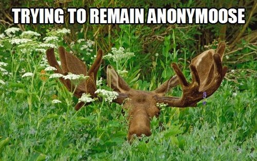 Anonnymoose!