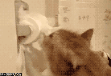 Glawl toilet paper