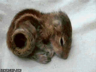Cuteness overload