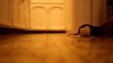 Rat fetches ball