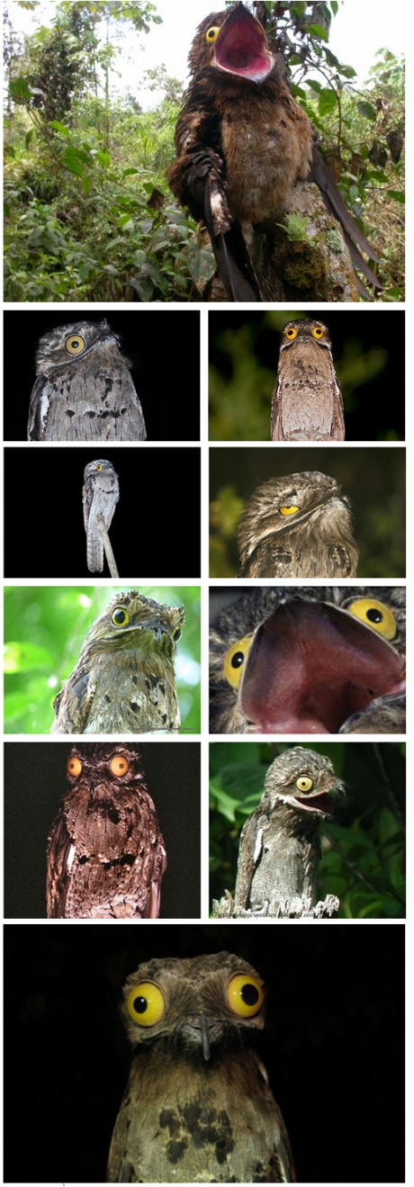 The Potoo: the most ridiculously unphotogenic bird