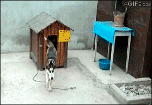 Don't f*ck with da cat!
