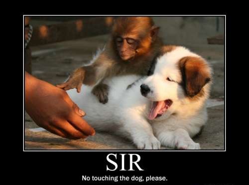 Guard monkey