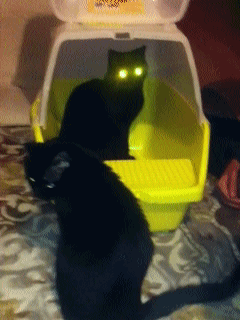 Cats are Satan's Followers: The Proof