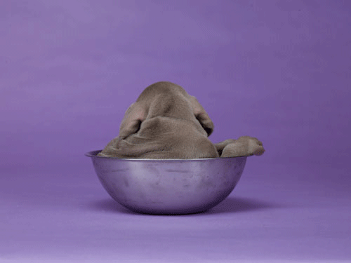 This is the world's first animated gif. I am glad it's no cat.