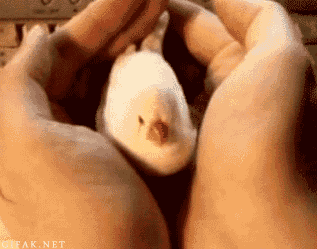 Touch my egg, I dare you! I double dare you, mother***er!