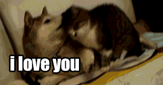 dog logic