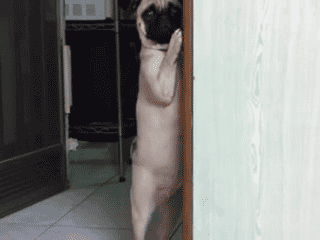 The pug caught you playing with yourself