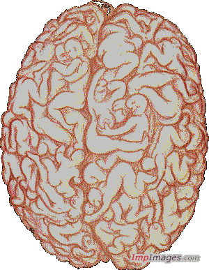 The brain of evry guy around the world