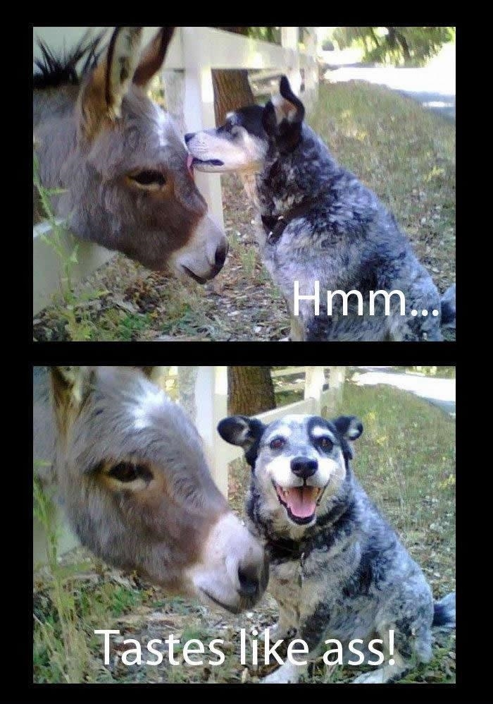 I wonder what donkey tastes like...