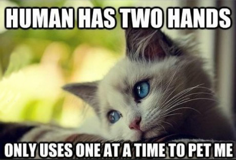 First world cat problems