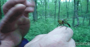 Hi 5