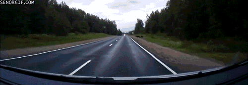 No bacon on the windshield today