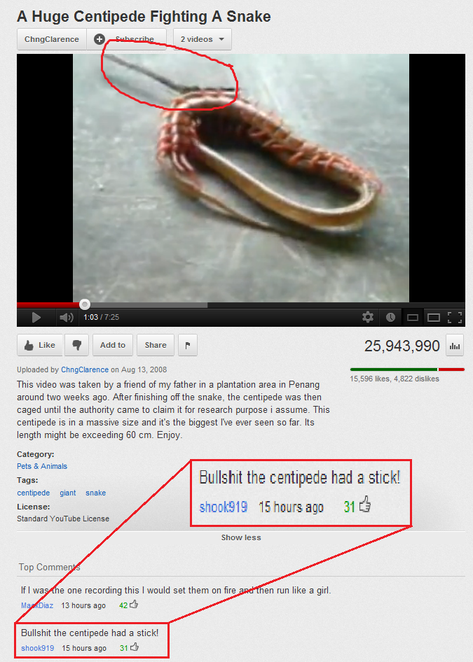 Huge centipede vs snake armed fight!
