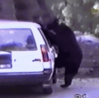 let's stay in the car. we'll be safe in the car