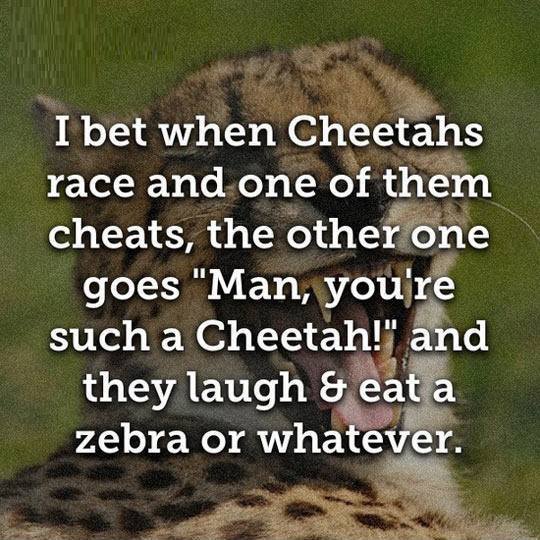 just cheetahs stuff