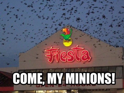 Fiesta!