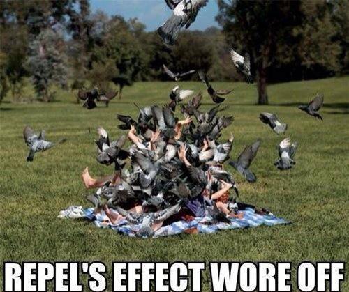 Damn Pidgeys