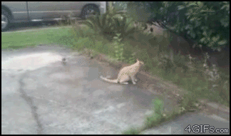 Trolling bird vs ninja cat