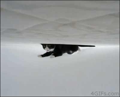 Swimming cat