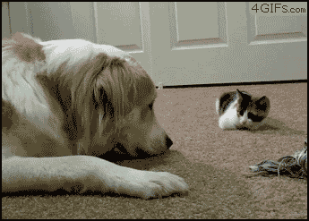 SURPRISE!... you have it know