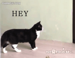 Tuna, to be precise