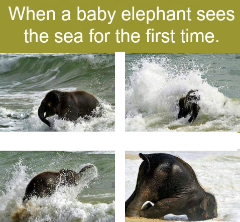 Baby elephant sees the sea