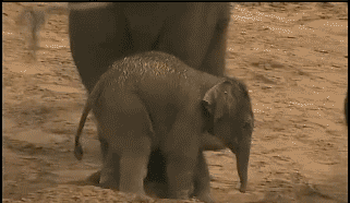 Animals can be ***s too