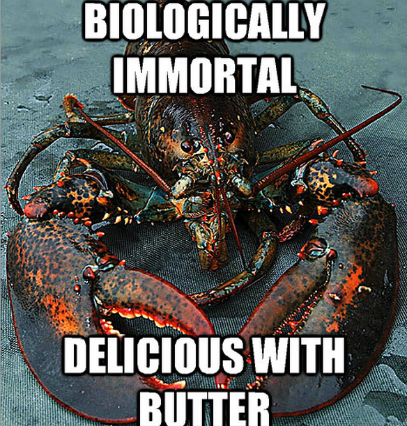 Bad luck lobster