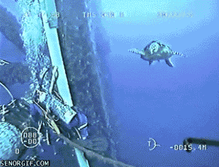 "Hey watcha doin?" "Back off Turtlebro!"