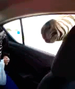 Lemme take dat