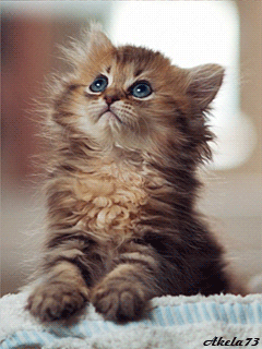 Food pretty please