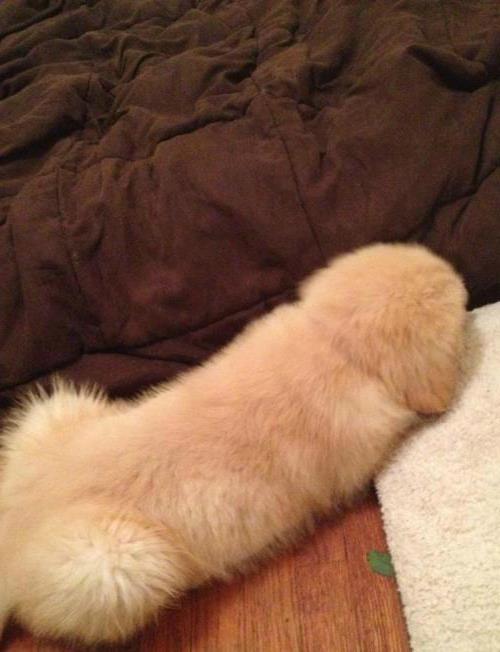 This dog looks like a fuzzy penis